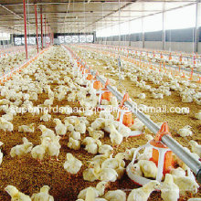 Equipamentos de avicultura automática de alta qualidade para criação de frangos de corte